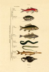 Fish